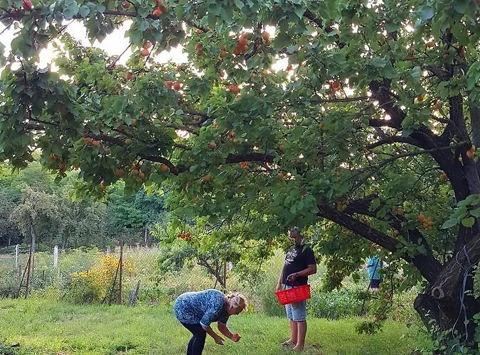 Guest house Kuti Vendeghaz Bakonykuti