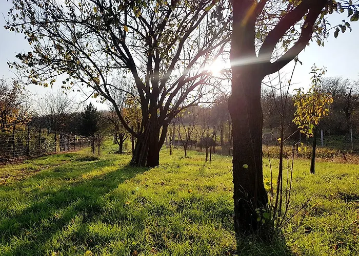 Kuti Vendeghaz * Bakonykuti